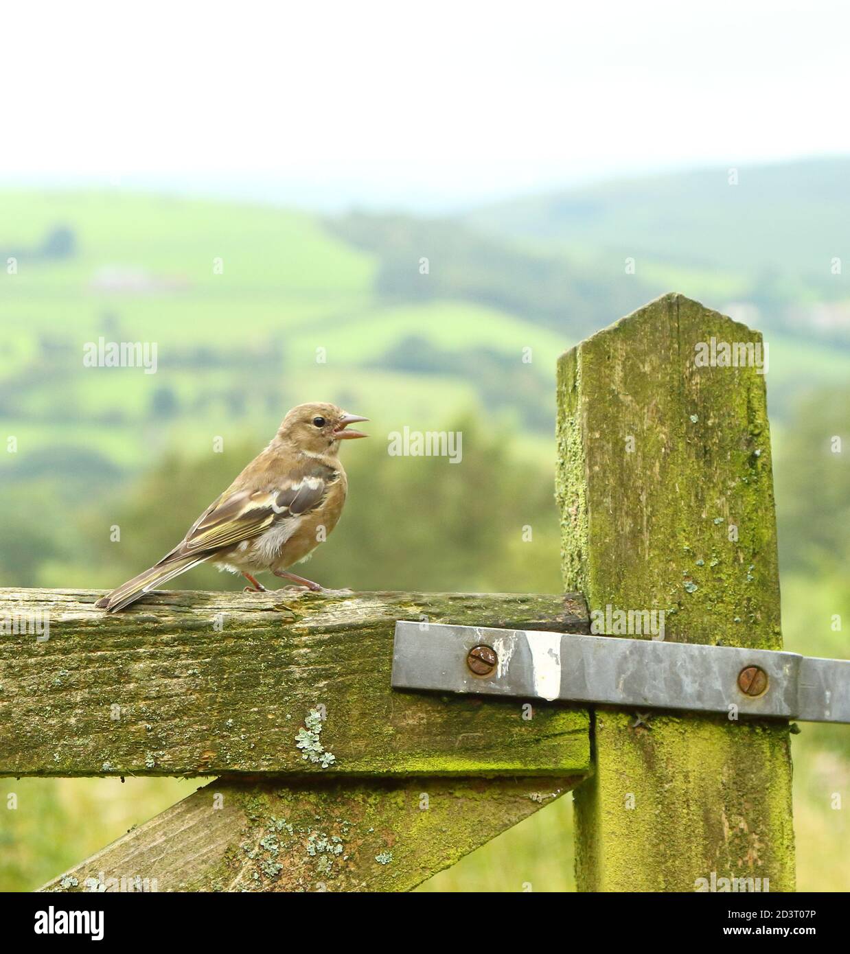 Weitwinkelaufnahme des weiblichen Common Chaffinch ( Fringilla coelebs ) in seiner Umgebung zeigt rollende walisische Landschaft und Ackerland. Stockfoto