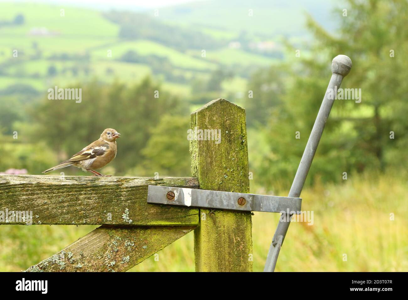 Weitwinkelaufnahme des weiblichen Common Chaffinch ( Fringilla coelebs ) in seiner Umgebung zeigt rollende walisische Landschaft und Ackerland. Stockfoto