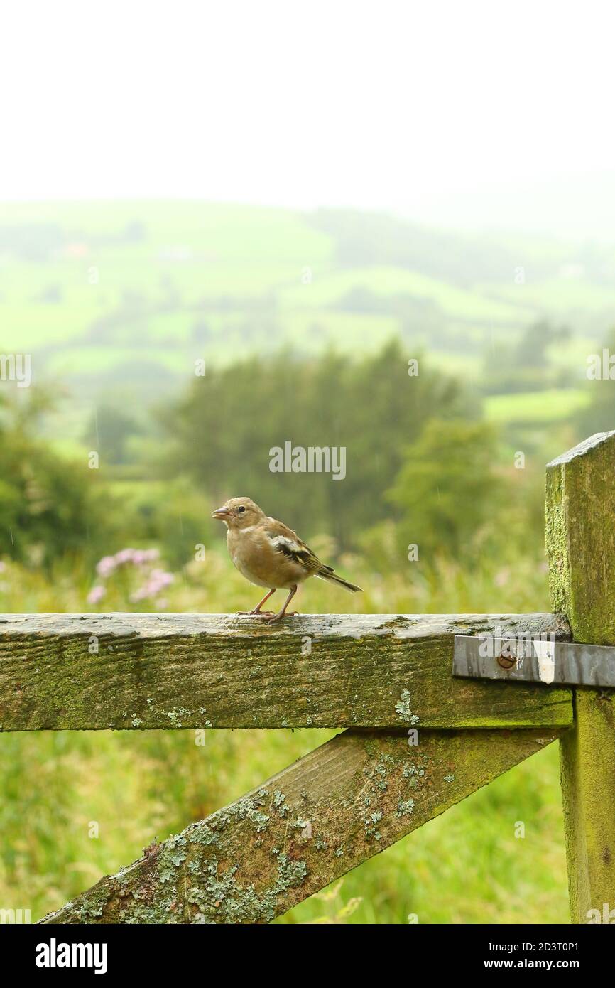 Weitwinkelaufnahme des weiblichen Common Chaffinch ( Fringilla coelebs ) in seiner Umgebung zeigt rollende walisische Landschaft und Ackerland. Stockfoto