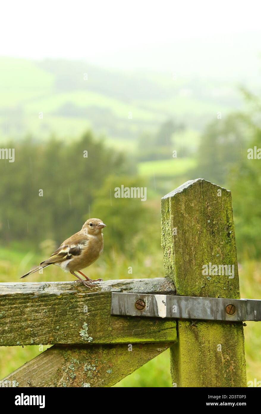 Weitwinkelaufnahme des weiblichen Common Chaffinch ( Fringilla coelebs ) in seiner Umgebung zeigt rollende walisische Landschaft und Ackerland. Stockfoto