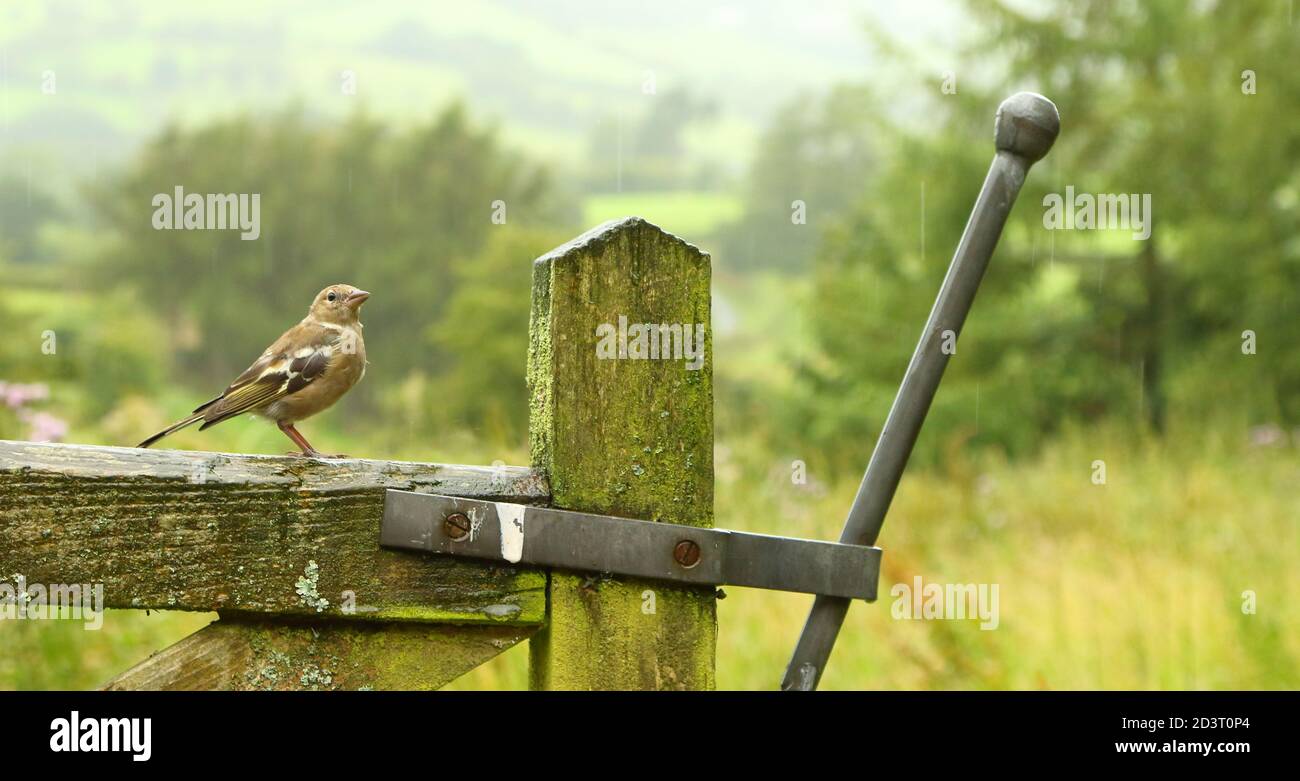 Weitwinkelaufnahme des weiblichen Common Chaffinch ( Fringilla coelebs ) in seiner Umgebung zeigt rollende walisische Landschaft und Ackerland. Stockfoto