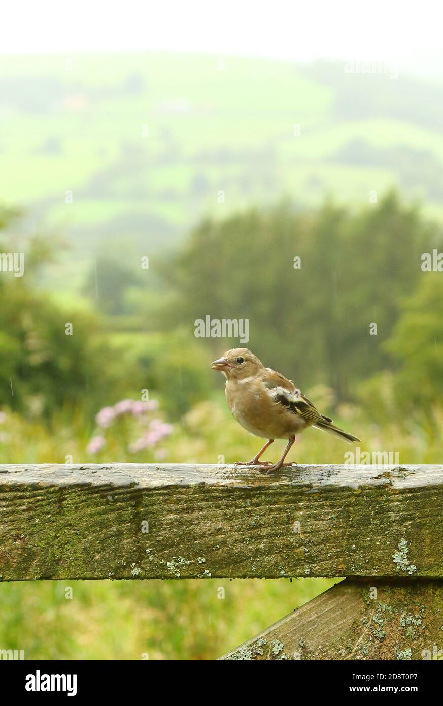 Weitwinkelaufnahme des weiblichen Common Chaffinch ( Fringilla coelebs ) in seiner Umgebung zeigt rollende walisische Landschaft und Ackerland. Stockfoto