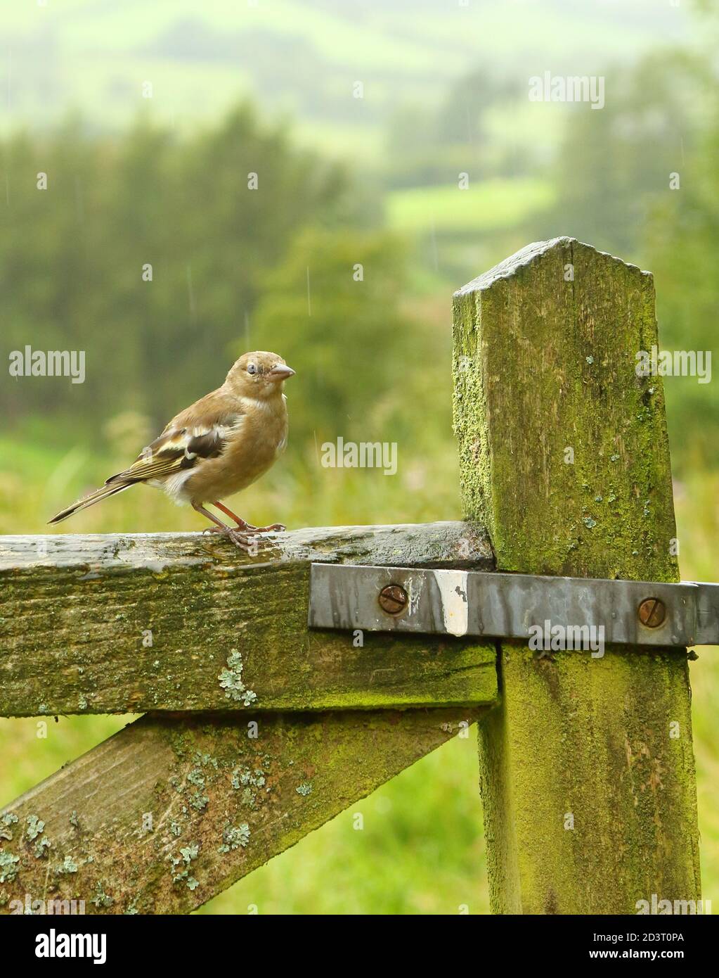 Weitwinkelaufnahme des weiblichen Common Chaffinch ( Fringilla coelebs ) in seiner Umgebung zeigt rollende walisische Landschaft und Ackerland. Stockfoto