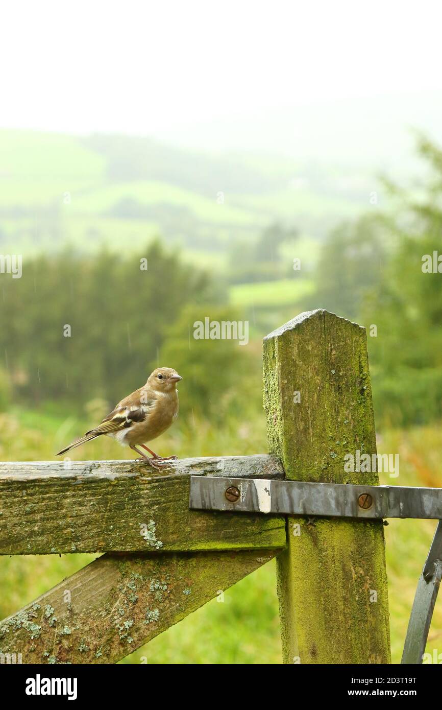 Weitwinkelaufnahme des weiblichen Common Chaffinch ( Fringilla coelebs ) in seiner Umgebung zeigt rollende walisische Landschaft und Ackerland. Stockfoto