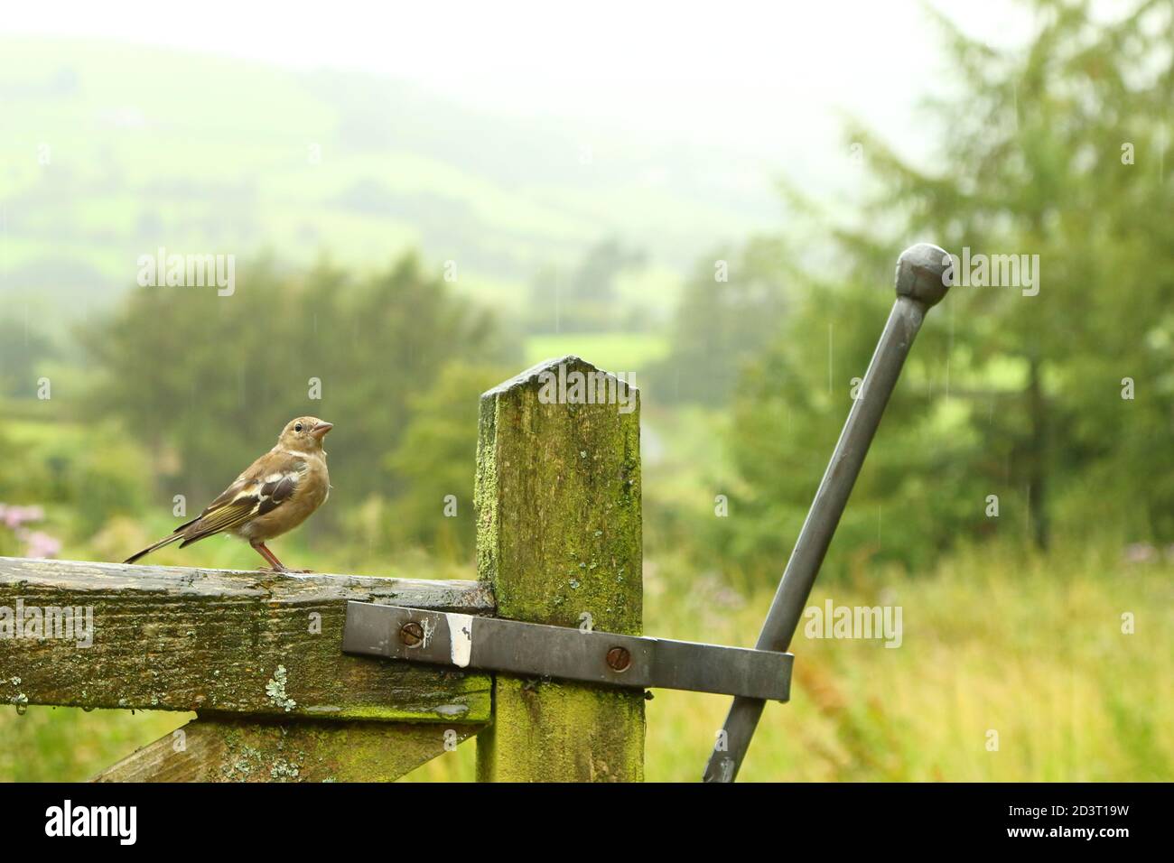 Weitwinkelaufnahme des weiblichen Common Chaffinch ( Fringilla coelebs ) in seiner Umgebung zeigt rollende walisische Landschaft und Ackerland. Stockfoto