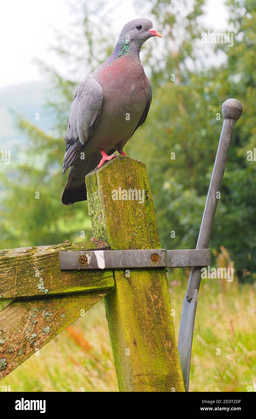 Weitwinkel-Bild von Stock Dove ( Columba oenas ) in der typischen Umgebung der hügeligen walisischen Landschaft, thront auf Pfosten, August 2020. Stockfoto