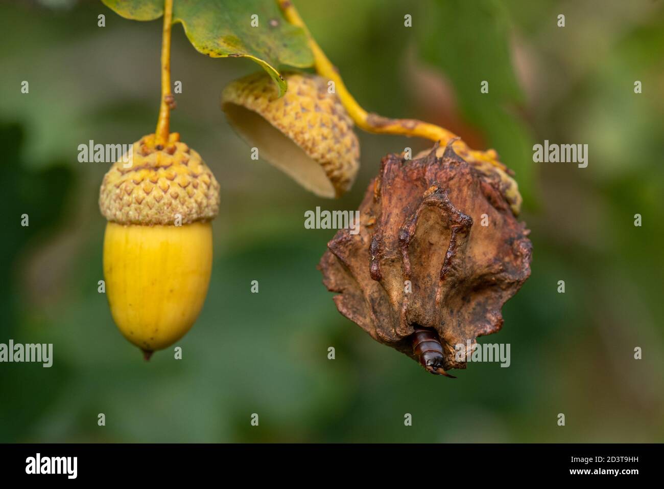 Knoppergall verursacht durch Gallenwespe Andricus quercuscalicis auf Pendunculateiche mit einem gemeinsamen Ohrperich (Forficula auricularia), UK Stockfoto