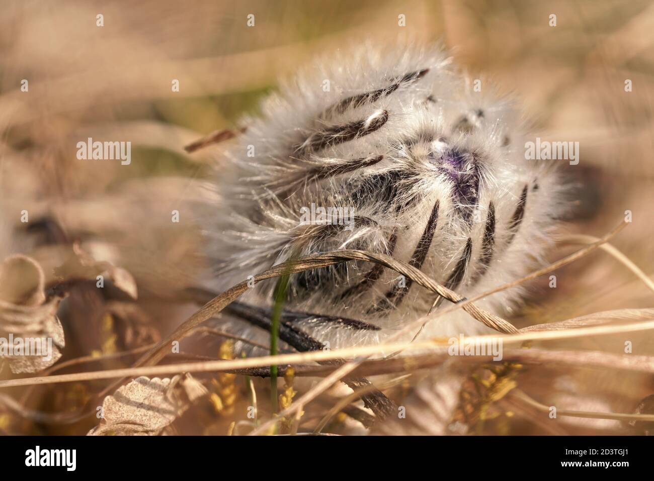 Nahaufnahme Detail der haarigen größeren pasque Blume Kopf - Pulsatilla Grandis - vor der Blüte Stockfoto