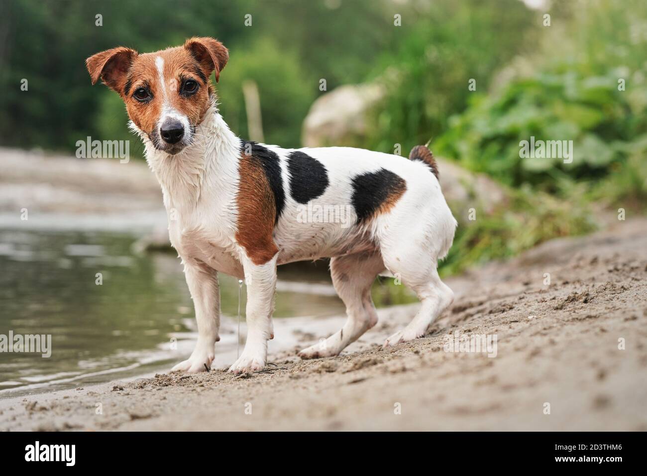 Kleiner Jack Russell Terrier, der am Sandstrand in der Nähe des Flusses steht und aufmerksam in die Kamera schaut Stockfoto