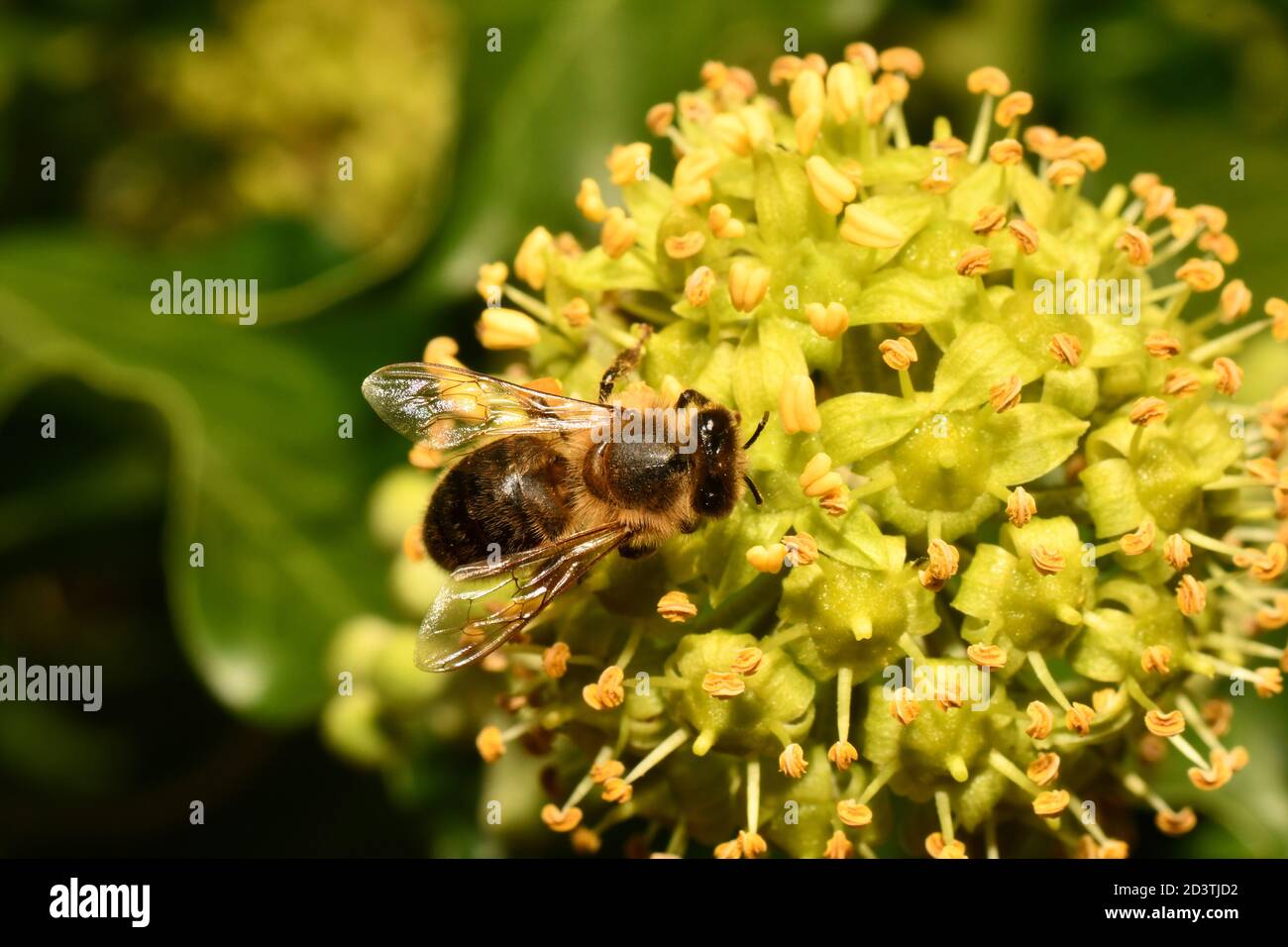 Honigbiene (APIs mellifera), die sich in einem Garten in Somerset von Nektar der Efeu-Blume ernährt Stockfoto