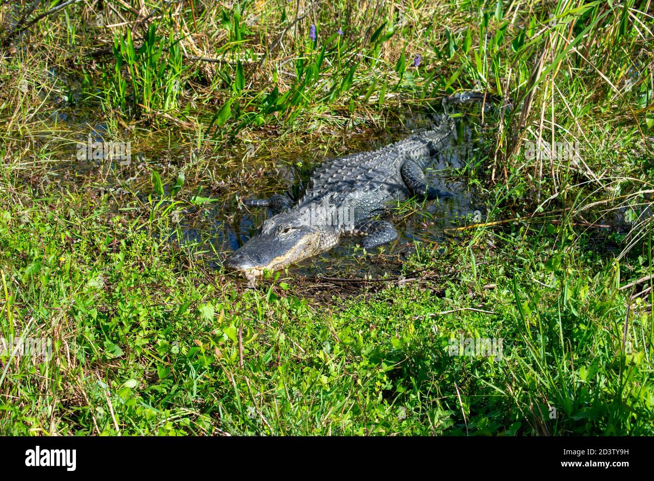 Ich nahm dies auf dem Shark Valley Trail im Everglades National Park in Florida, USA. Die Alligatoren sind sehr gut auf sehende Menschen eingestellt. Stockfoto