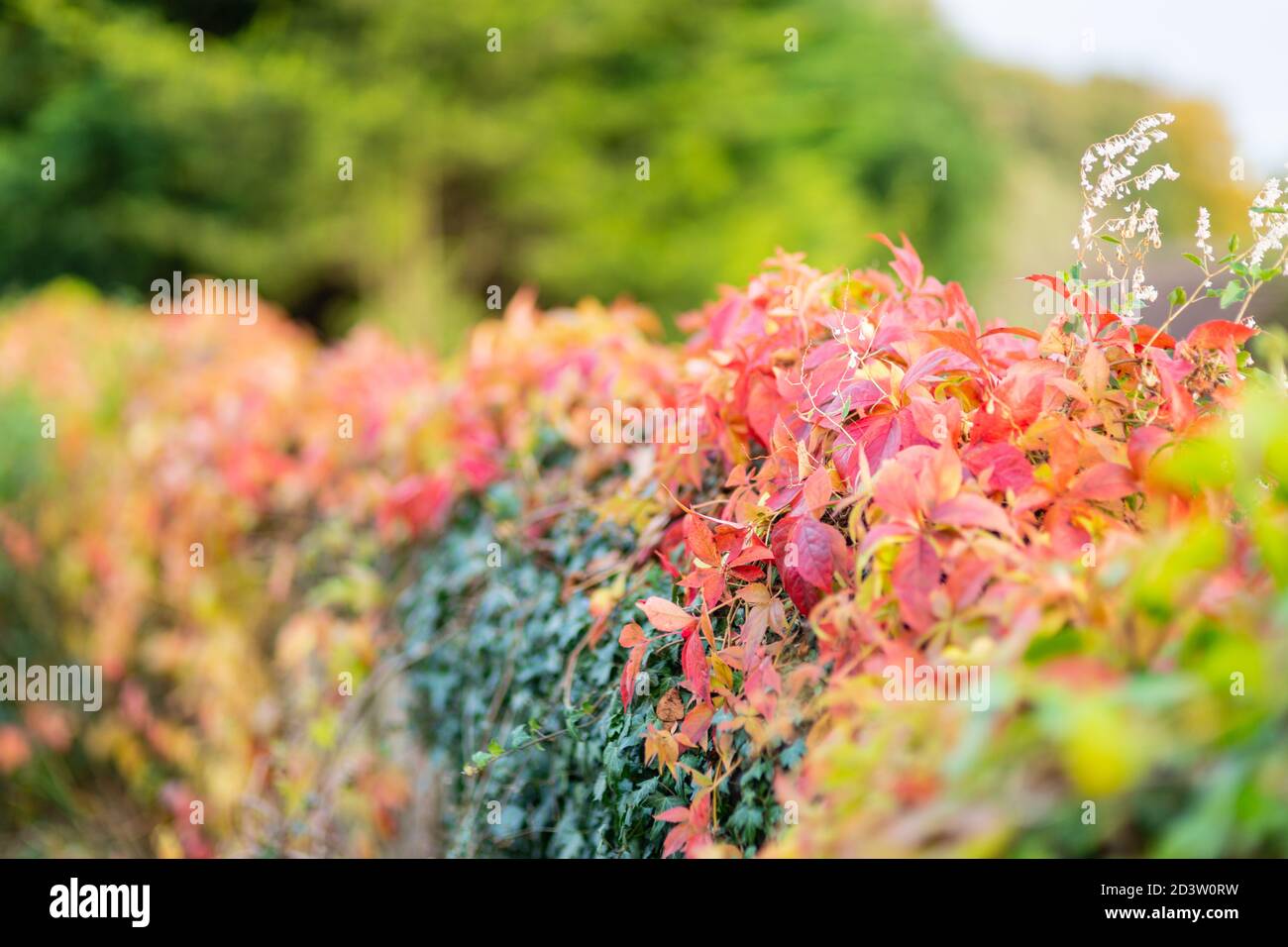 Die Farben des Herbstes oder Herbstes, orange-rote und gelbe Blätter oder Blätter, Laub wächst an der Wand, herbstlich, Jahreszeiten, England Großbritannien Stockfoto