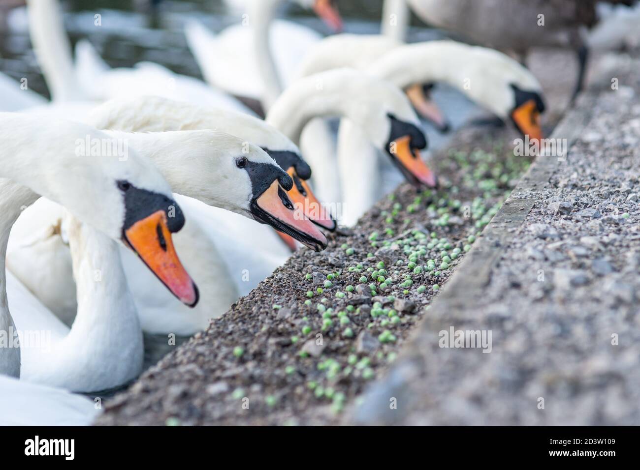 Stumm Schwäne Fütterung an der Seite eines Sees, essen Erbsen, eine gesündere Alternative zu Brot. England, Großbritannien. Cygnus olor, anatidae, Wasservögel, Vogel, Vögel Stockfoto