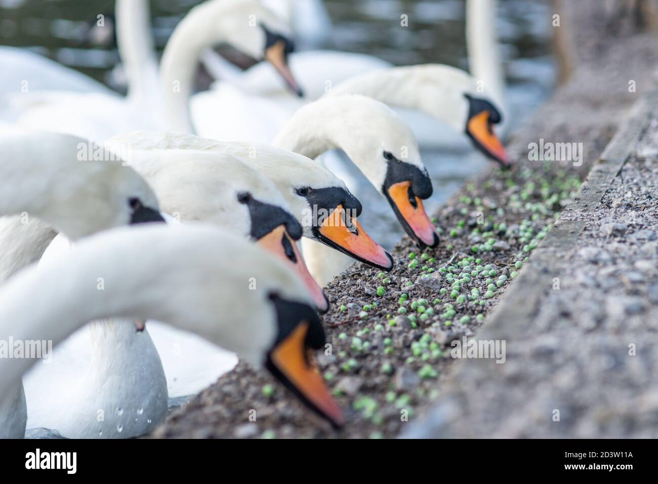 Stumm Schwäne Fütterung an der Seite eines Sees, essen Erbsen, eine gesündere Alternative zu Brot. England, Großbritannien. Cygnus olor, anatidae, Wasservögel, Vogel, Vögel Stockfoto