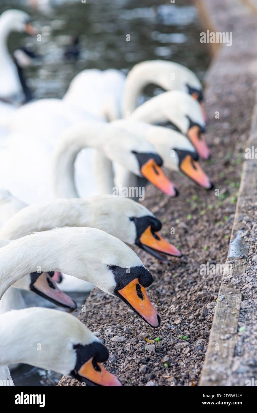 Stumm Schwäne Fütterung an der Seite eines Sees, essen Erbsen, eine gesündere Alternative zu Brot. England, Großbritannien. Cygnus olor, anatidae, Wasservögel, Vogel, Vögel Stockfoto