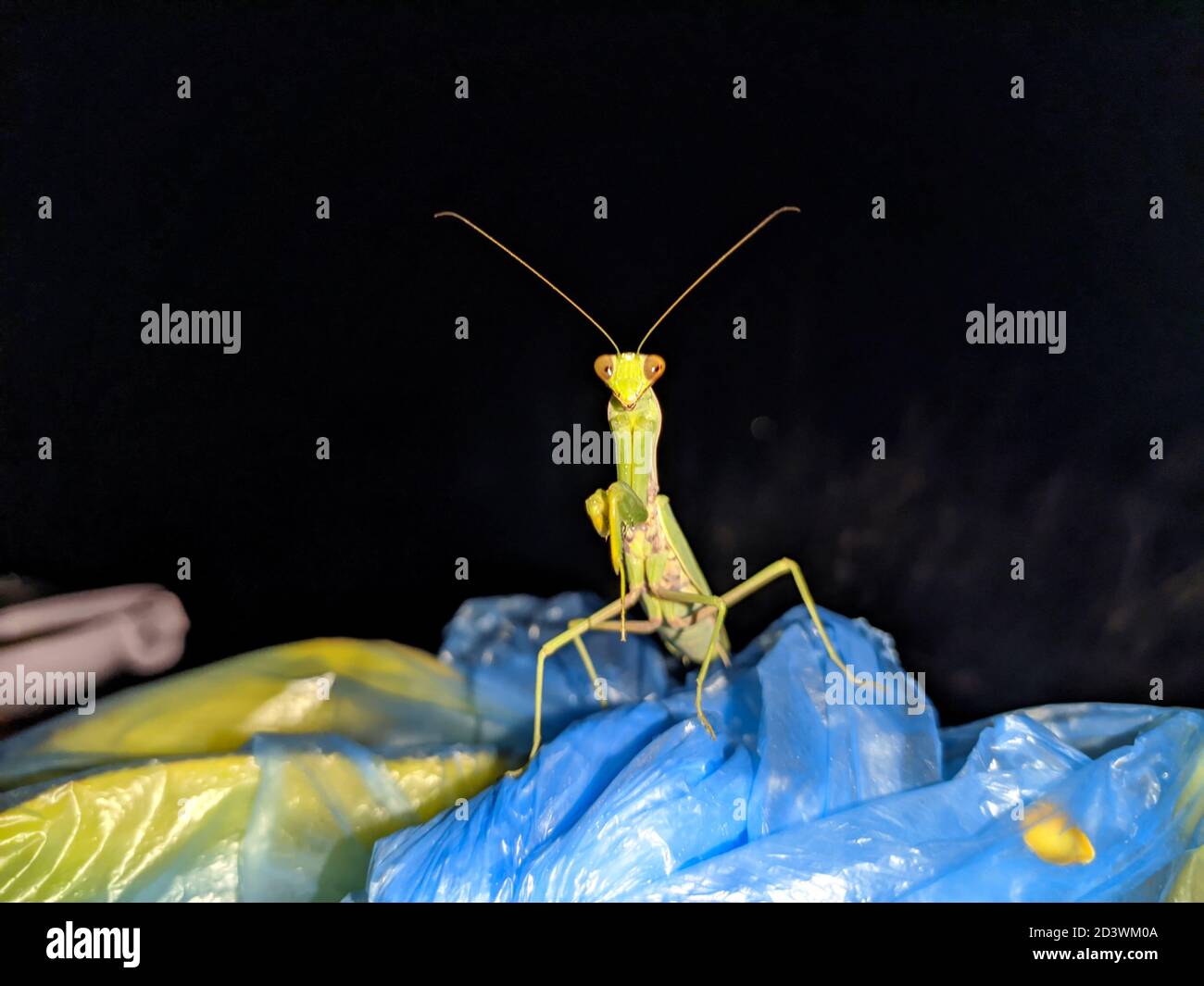 Mantis auf Müll Plastiktüten mit schwarzem Hintergrund. Nachts beleuchtet grünes Insekt Stockfoto