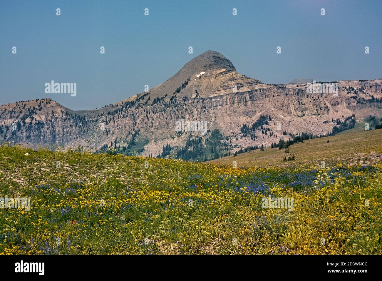 Wildblumenfields auf dem Teton Crest Trail, Grand Teton National Park, Wyoming, USA Stockfoto