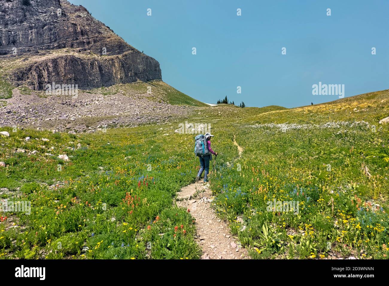 Wandern durch Wildblumen auf dem Teton Crest Trail, Grand Teton National Park, Wyoming, USA Stockfoto