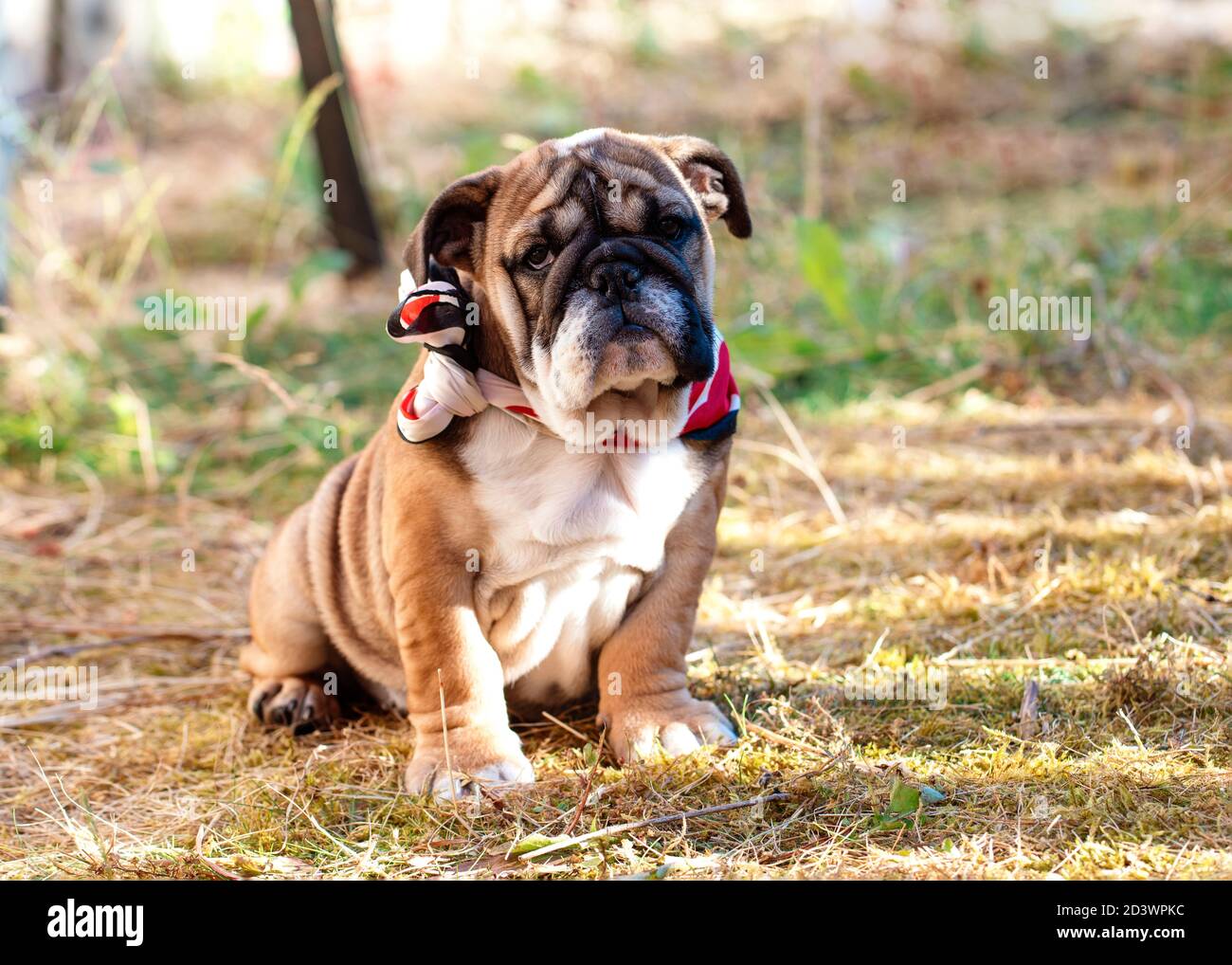 Bulldogge Geschirr Stockfotos und -bilder Kaufen - Alamy