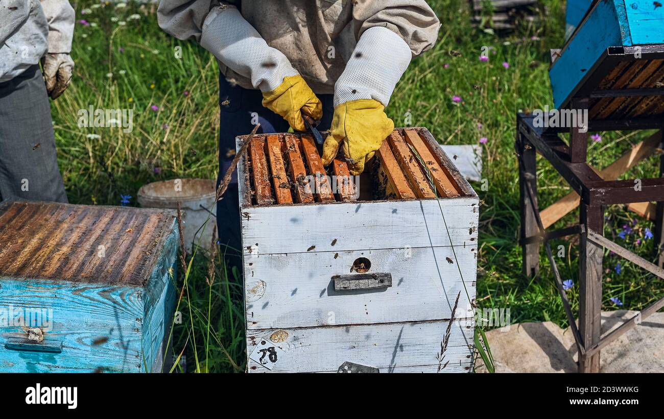 Die Hände des Bienenzüchters werden sorgfältig Honey Frame nach der Untersuchung in das Hive eingeführt. Der Rahmen ist voller Honig. Es gibt eine Menge Bienen auf Stockfoto