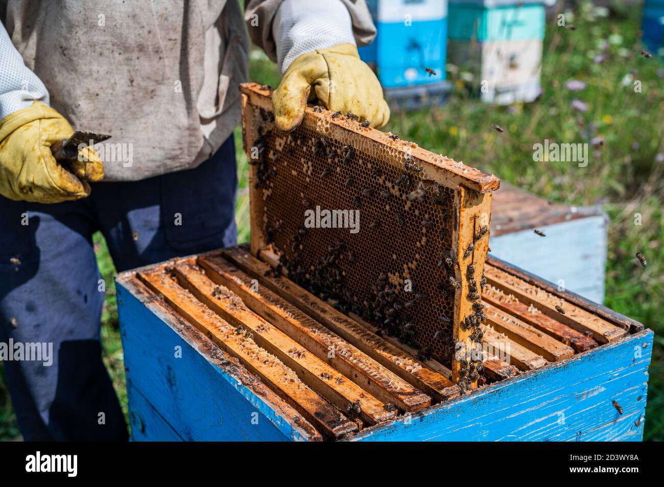 Die Hände des Bienenzüchters werden sorgfältig Honey Frame nach der Untersuchung in das Hive eingeführt. Der Rahmen ist voller Honig. Es gibt eine Menge Bienen auf Stockfoto