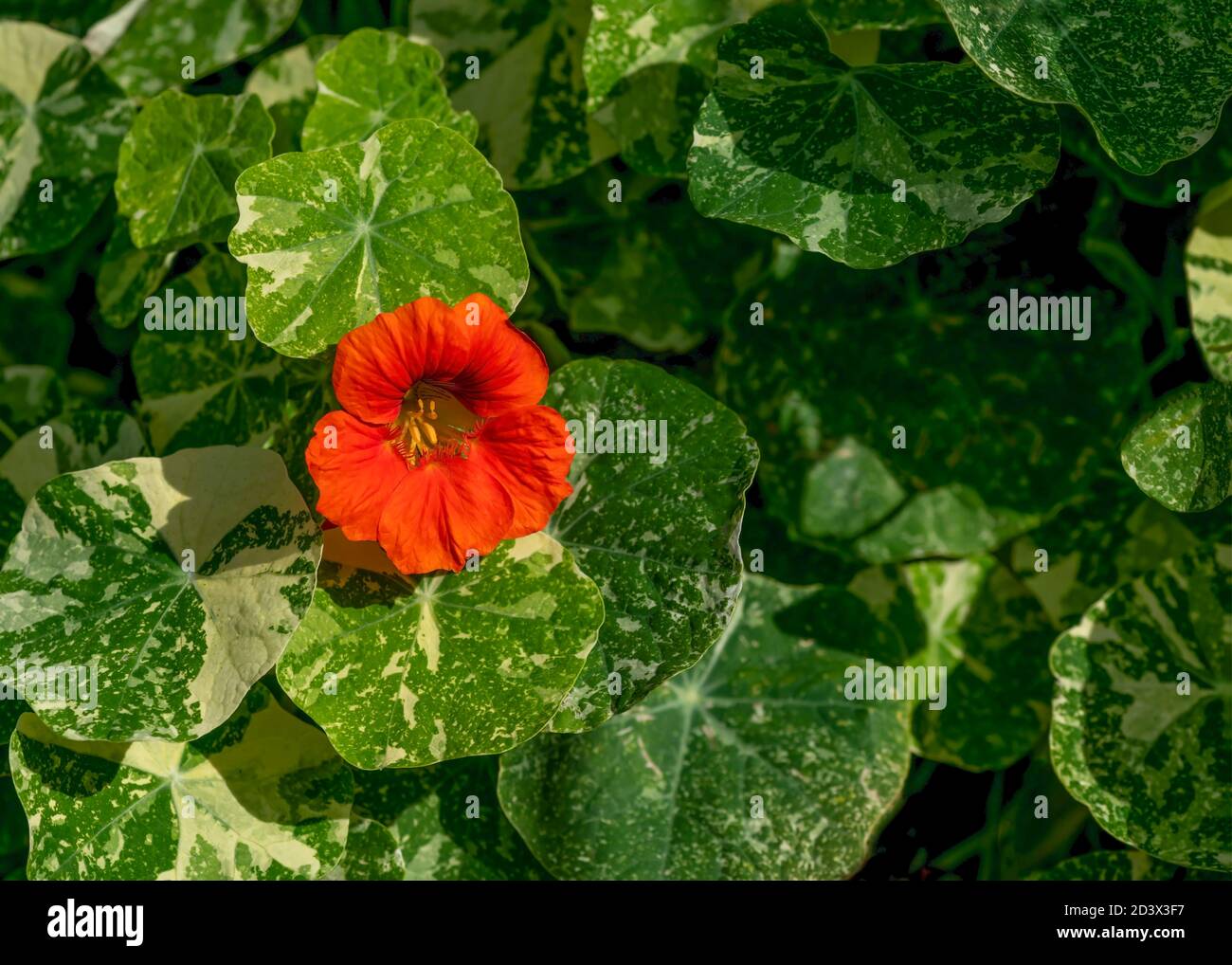 Atemberaubende Kapuzinerkresse Pflanze mit leuchtend orange rote Blume auf einem Sommers Day Shot für Kopierbereich oder Textüberlagerung auf Grüner belaubter Hintergrund Stockfoto
