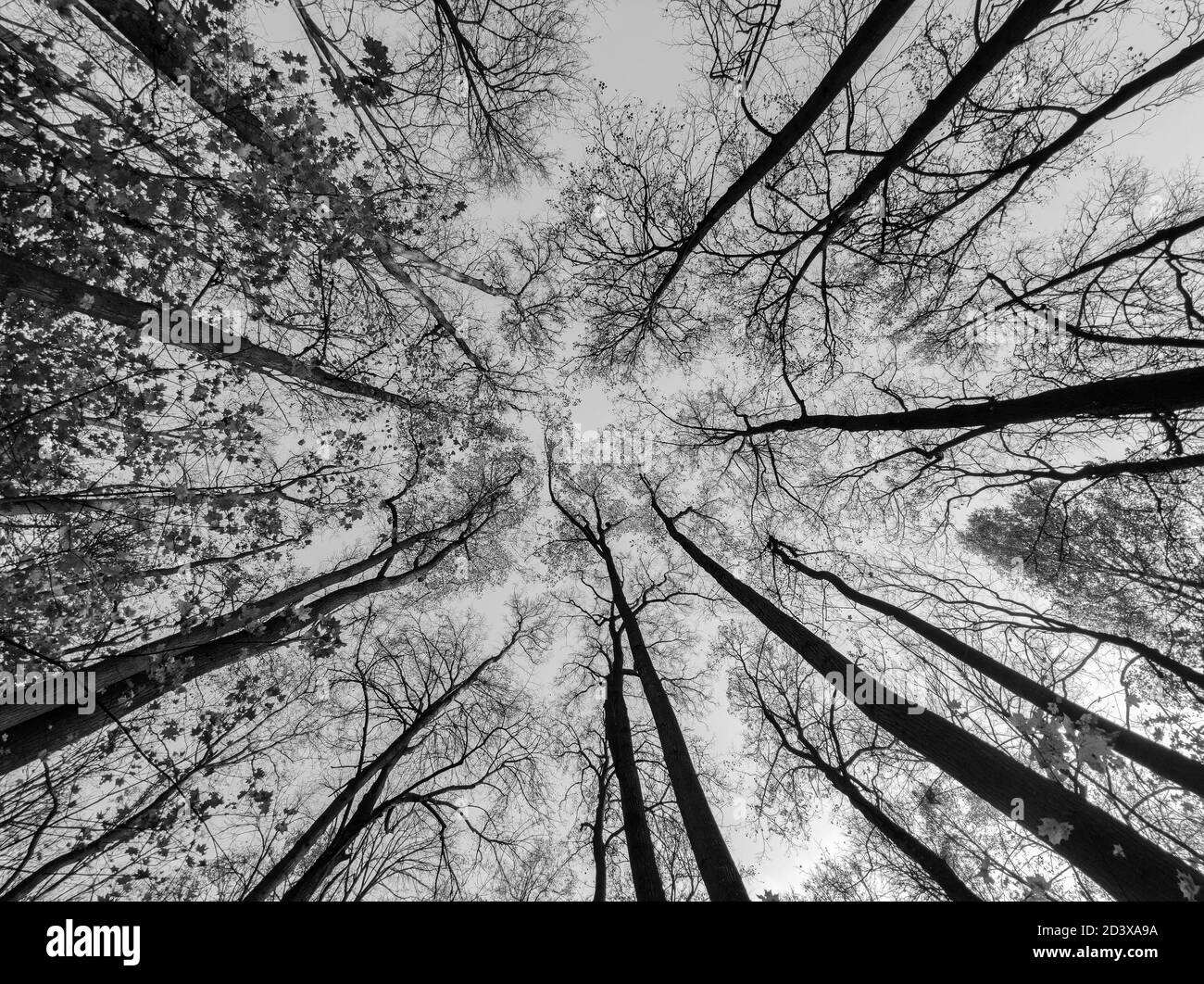 Bäume von unten. Schwarz und weiß Wald Silhouette Stockfoto