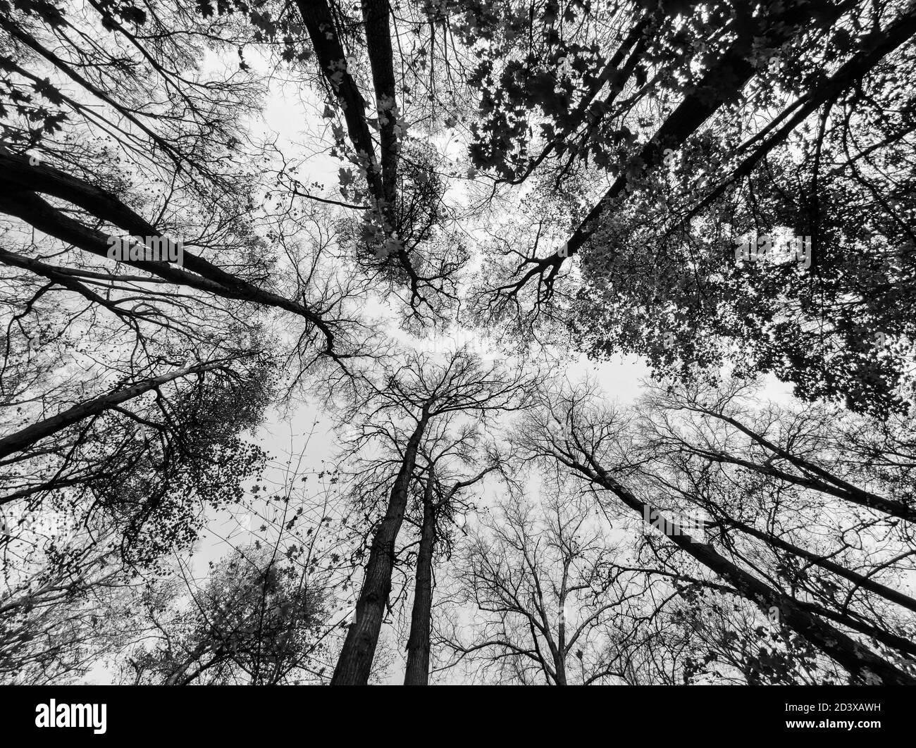 Bäume von unten. Schwarz und weiß Wald Silhouette Stockfoto