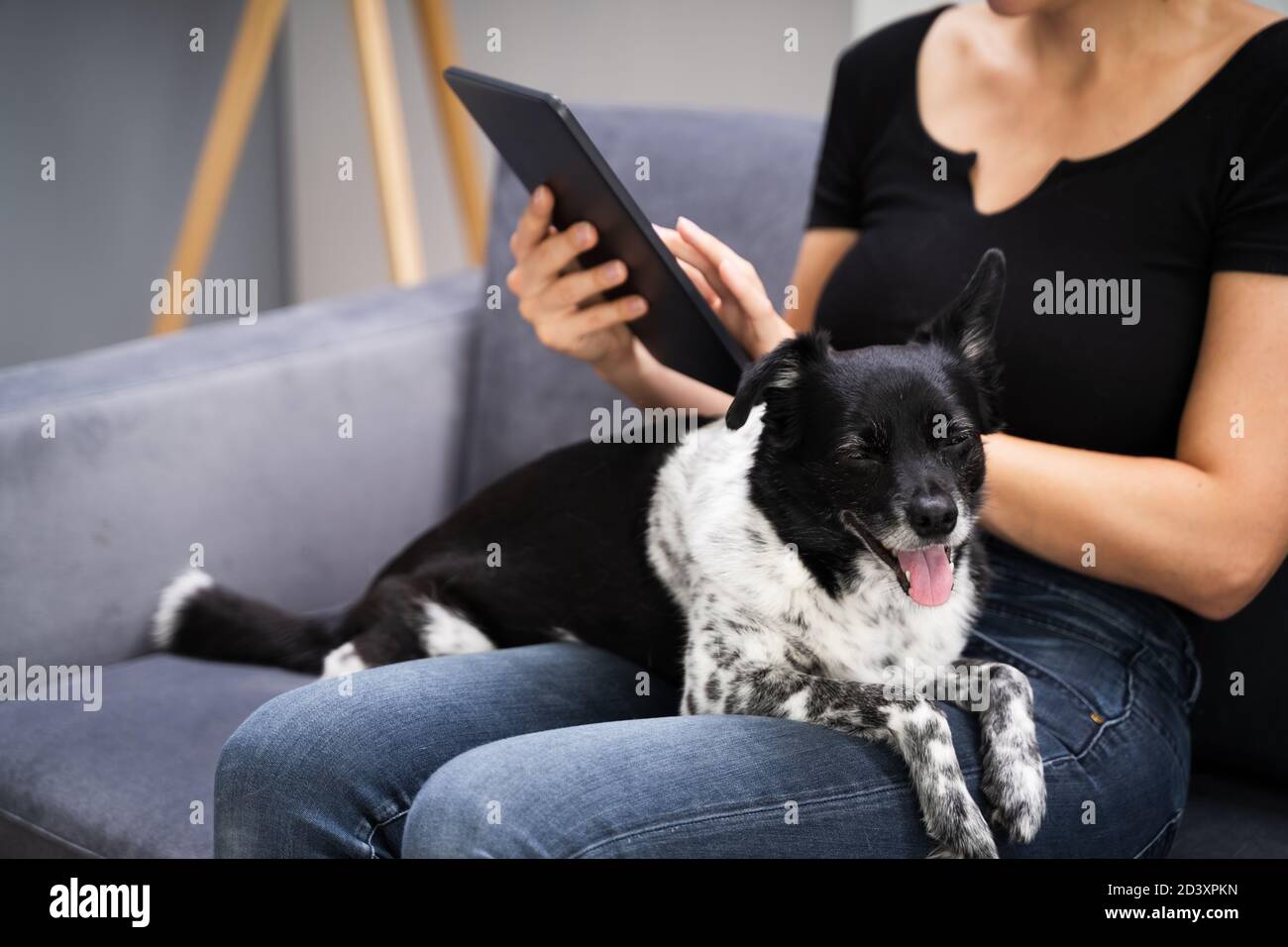 Frau Mit Tablet Zu Hause Mit Haustier Hund Stockfoto