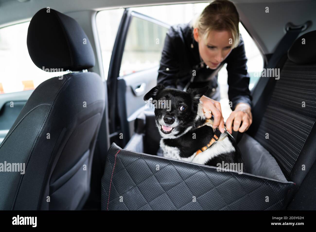 Frau Befestigung Hund Im Auto Mit Sicherheitsgurt Im Sitz Booster Stockfoto