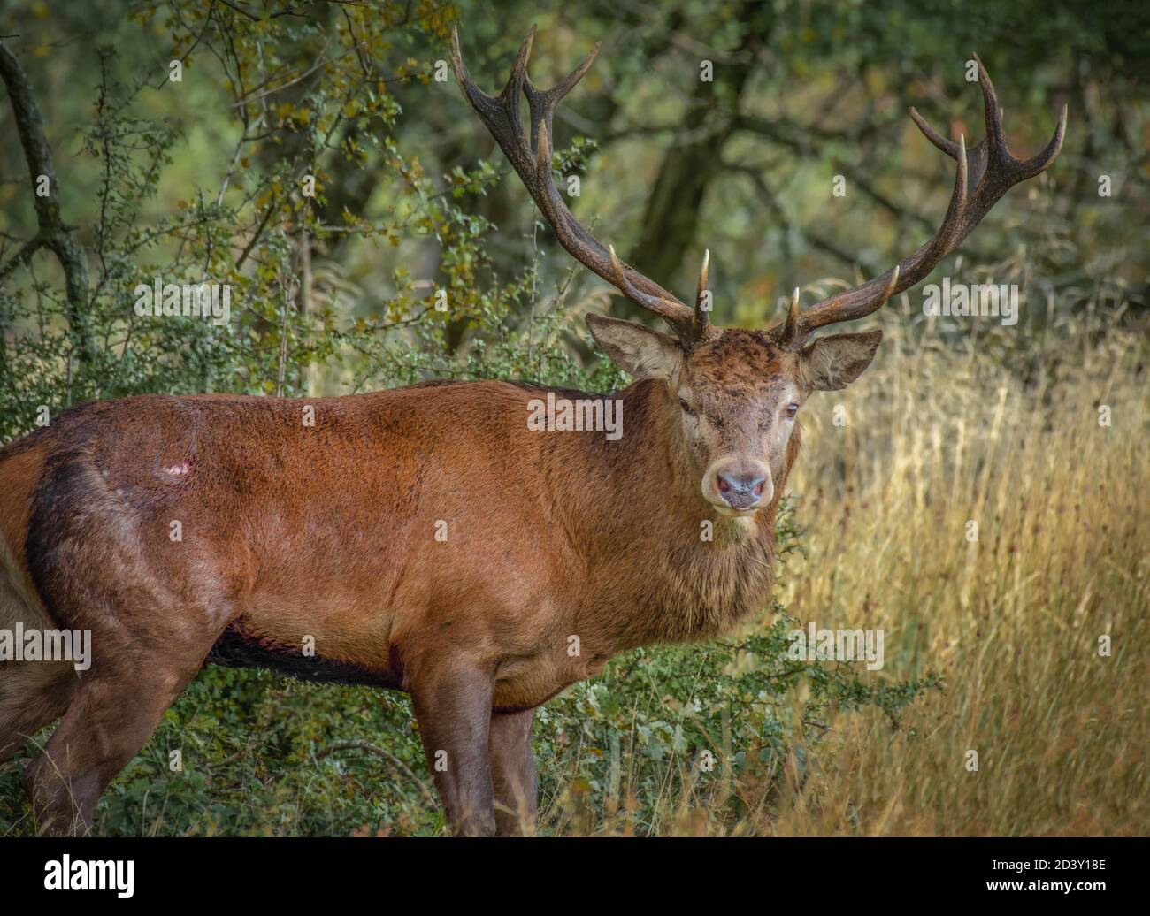 Alarm 14 Punkt Rotwild kaiserlichen Hirsch mit seinem Kopf Gedreht Blick direkt auf die Kamera Stockfoto