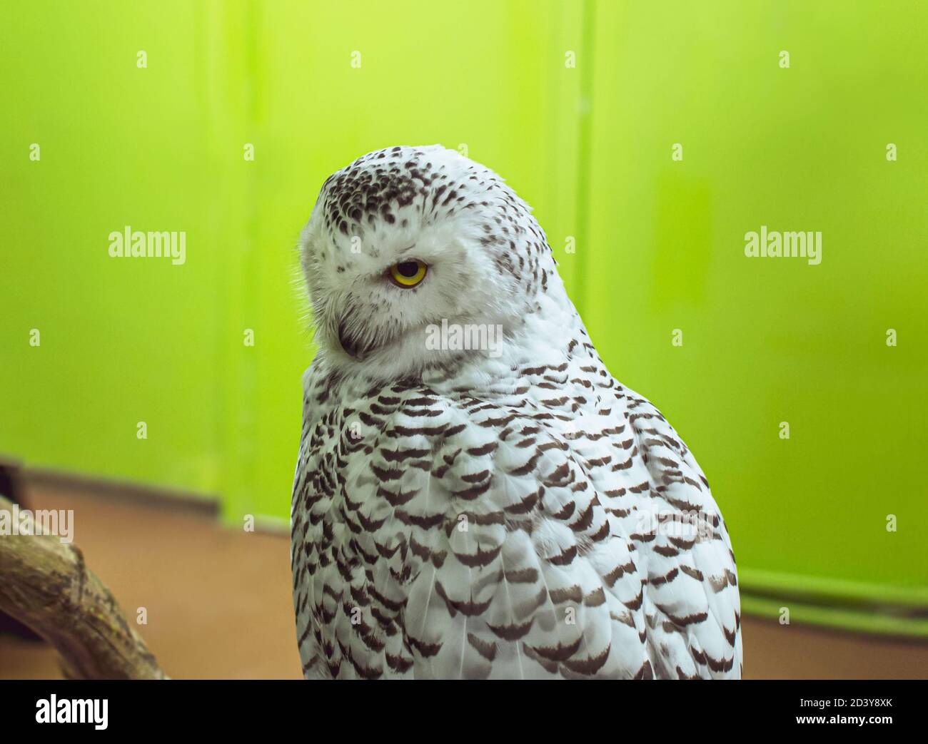 Ein Porträt der Schneeule - Bubo scandiacus - weit geöffnet Gelbe Augen Stockfoto