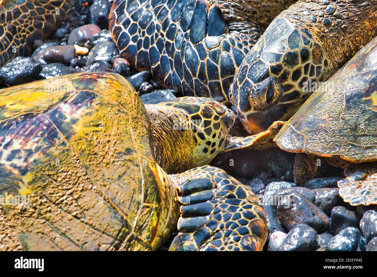 Zwei grüne Meeresschildkröten, die sich Nase an Nase am Ufer auf Maui ruhen. Stockfoto