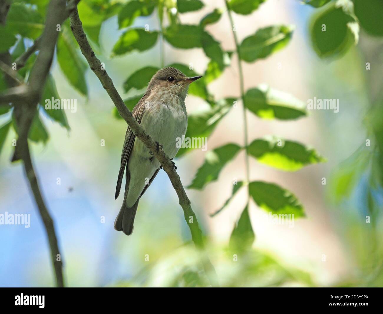 Gefleckter Fliegenfänger (Muscicapa striata) Ein unauffälliger, unsektiverer Zuchtmigrant in Großbritannien thront auf Niederlassung in Aschewald in Cumbria, England Stockfoto