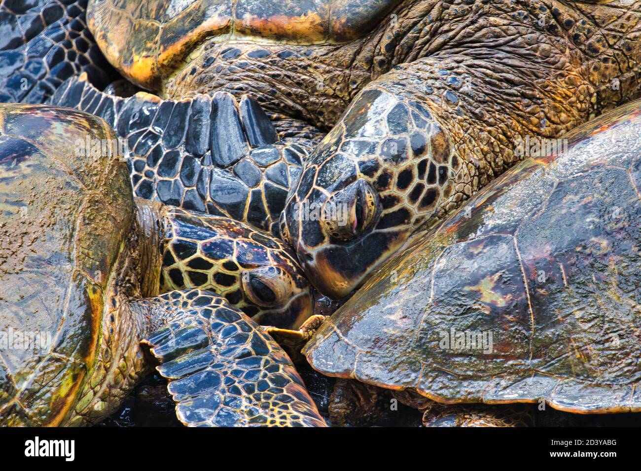 Zwei grüne Meeresschildkröten, die am Ufer ruhen, fahren auf Maui. Stockfoto