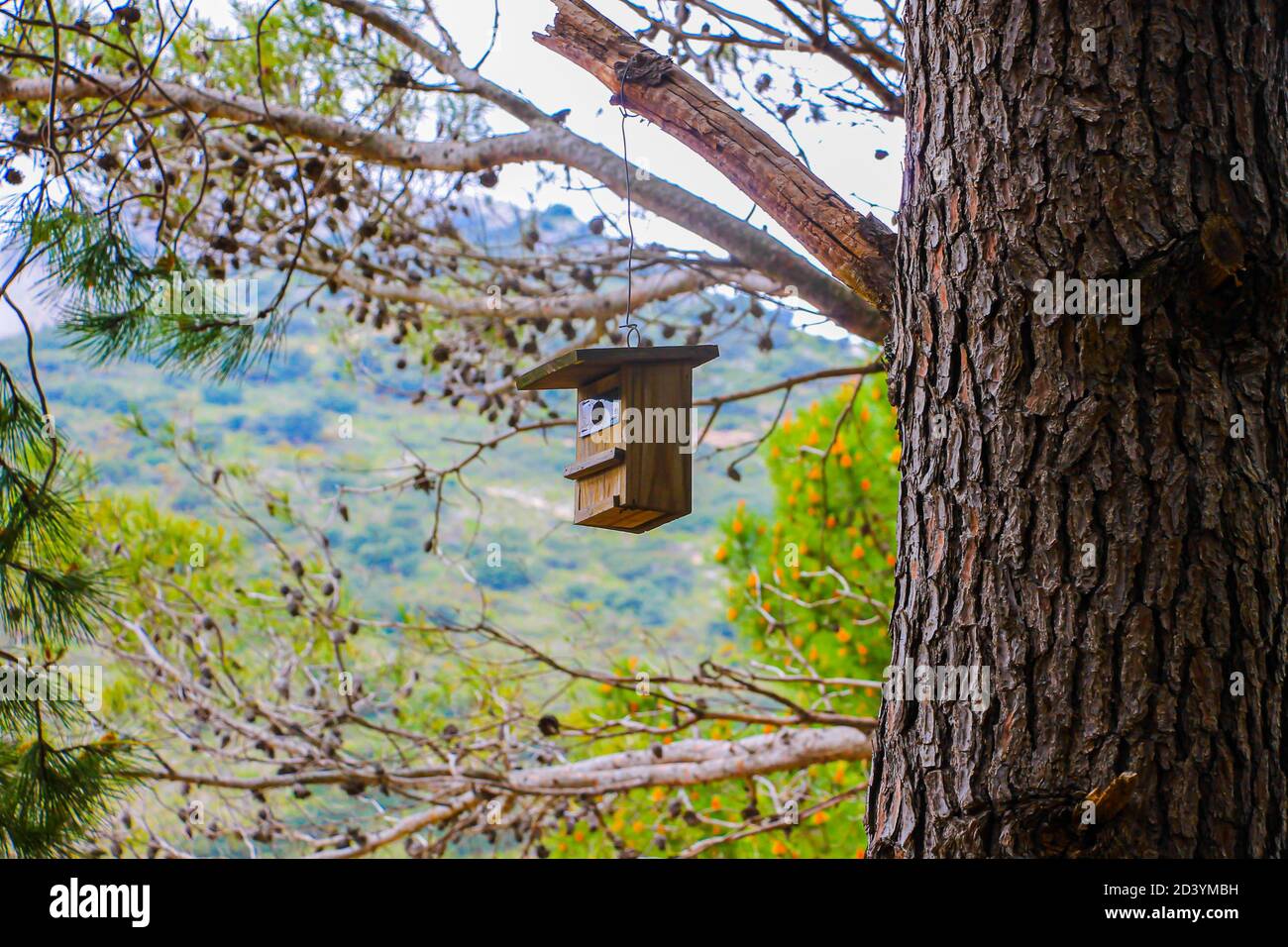 Kuckucksnest hängt an einem Baum Stockfoto