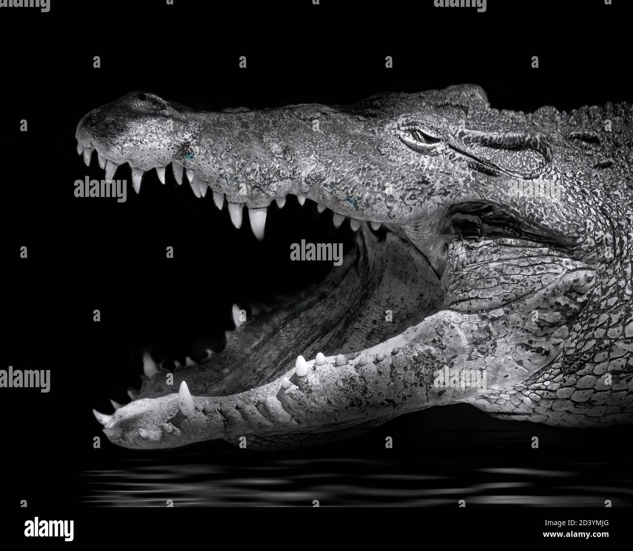 Ein kubanisches Krokodil sonnt sich in diesem künstlerischen Schwarz-Foto im Sonnenlicht. Alligatoren und Krokodile sind faszinierende und geheimnisvolle Kreaturen. Stockfoto