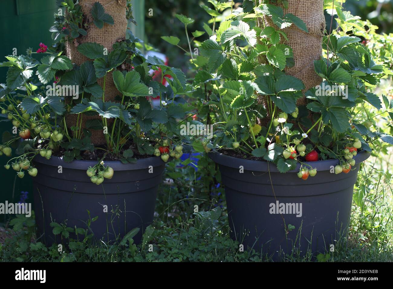 Nahaufnahme von jungen Erdbeerpflanzen in einem Blumentopf Stockfoto