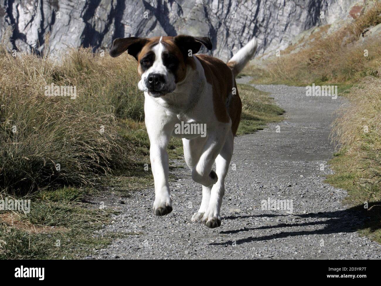 Ein original Bernhardiner Hund läuft auf die Grand St. Bernard Pass an der  Grenze zwischen der Schweiz und Italien, 5. Oktober 2004, bevor die Hunde  verlassen das Hospiz für Martigny in das