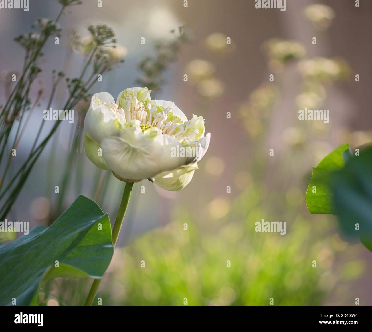 Weiße Lotusblume mit verschwommenem Hintergrund Stockfoto
