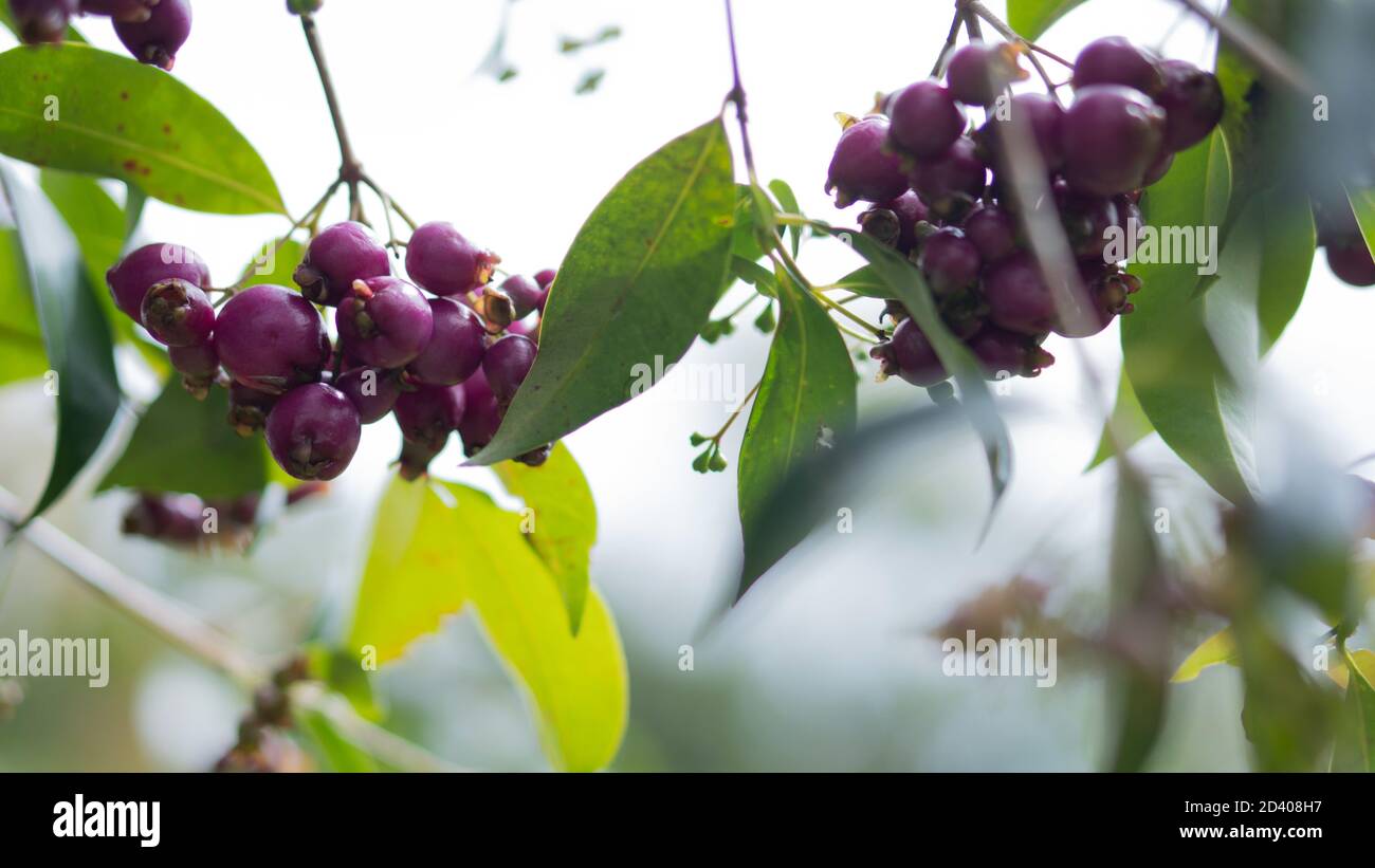 Nahaufnahme eines purpurnen Mangostan-Baumes mit Früchten Stockfoto