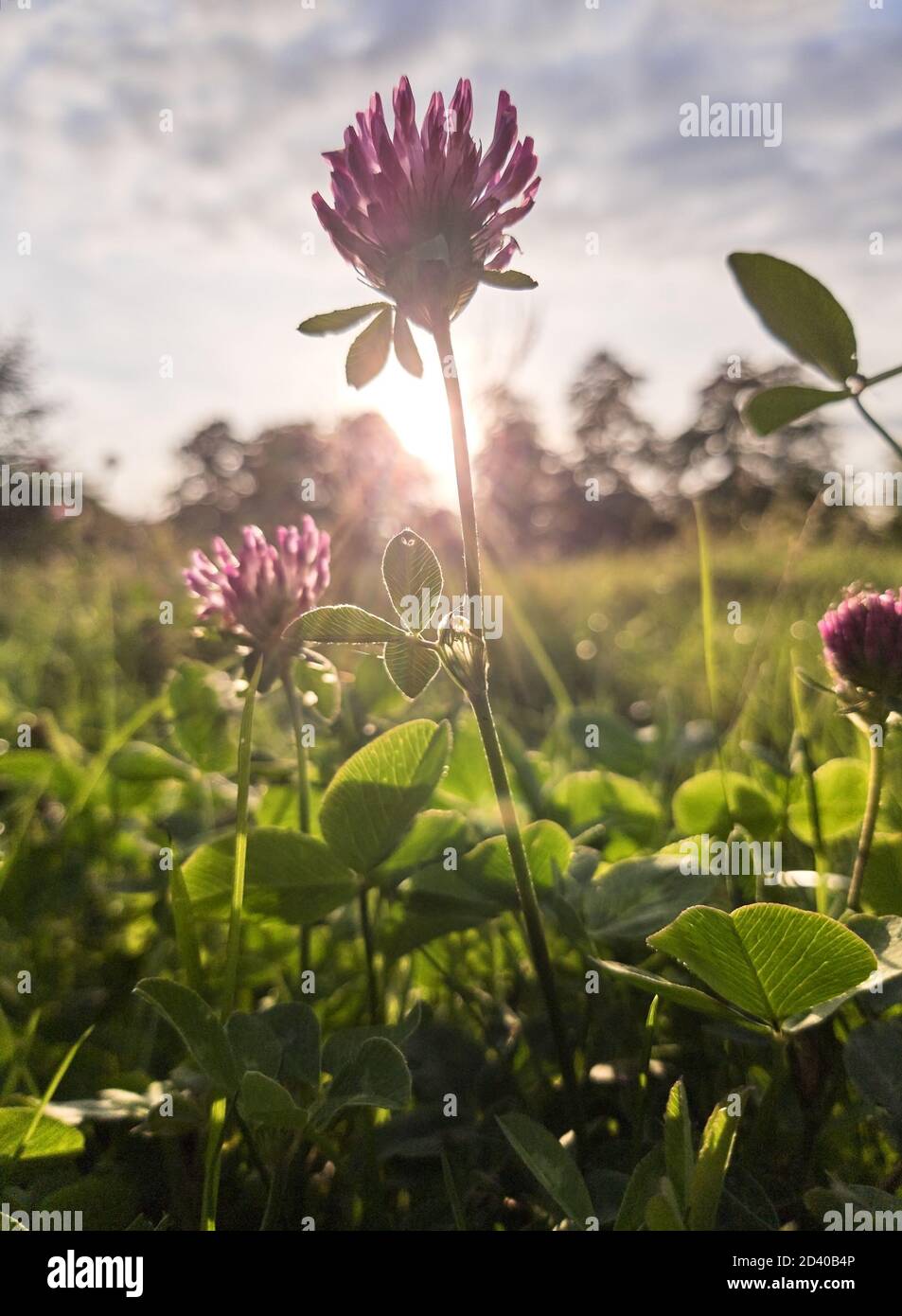 Blühendes Kleeblatt blüht auf einer Wiese. Stockfoto