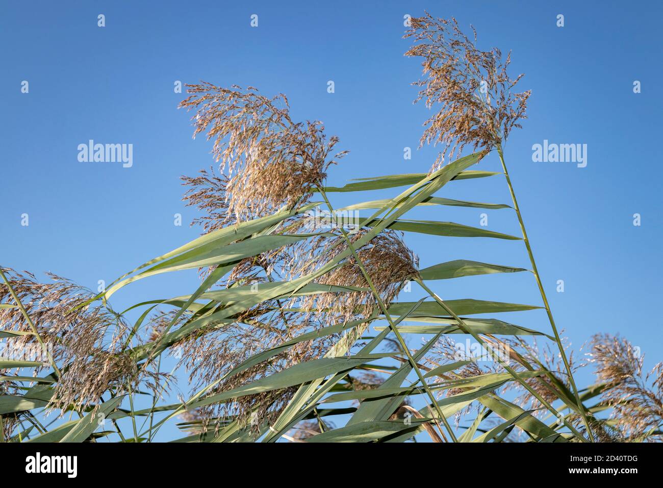 Perrenial gemeine Schilfgras (Phragmiten) und Samen Köpfe weht in Der Wind - mit blauem Himmel in der Ferne Stockfoto