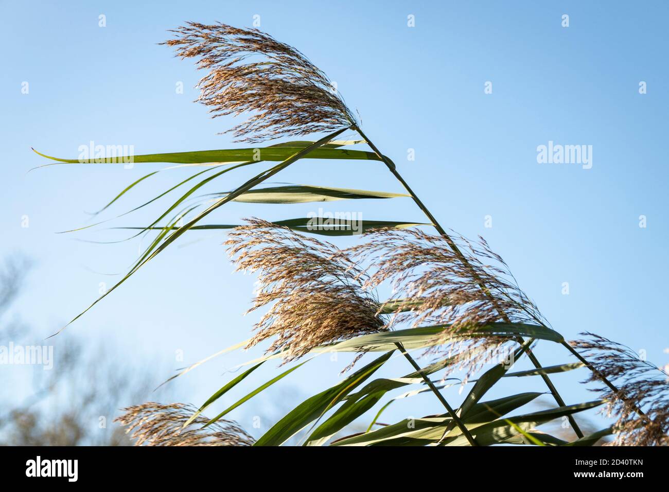 Perrenial gemeine Schilfgras (Phragmiten) und Samen Köpfe weht in Der Wind - mit blauem Himmel in der Ferne Stockfoto