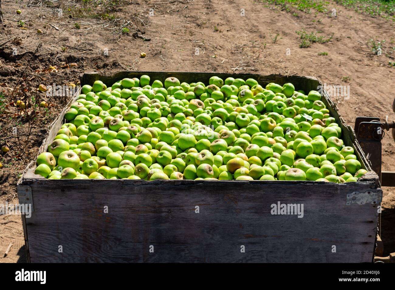 Frisch gepflückte grüne Äpfel in großen Holzkiste während der Erntezeit in einem Obstgarten warten auf die Verladung auf den LKW. Stockfoto