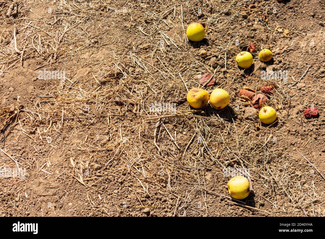 Gefallene Herbstäpfel verrotten während der Erntezeit in einem kommerziellen Obstgarten auf dem Boden. Stockfoto