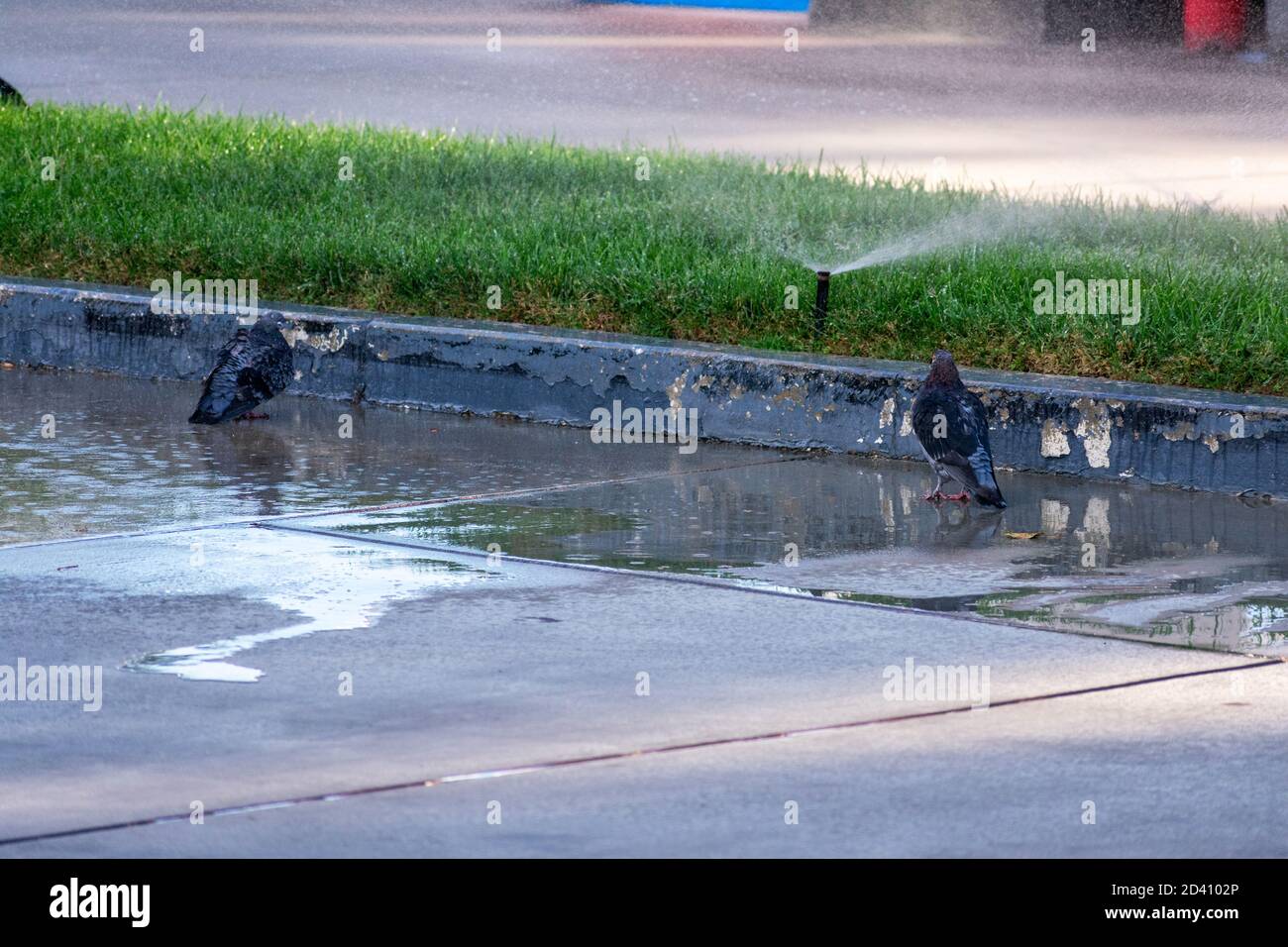 Zwei Tauben sprühen sich an einem heißen Tag mit Wasser aus einem funktionierenden Sprinkler. Stockfoto