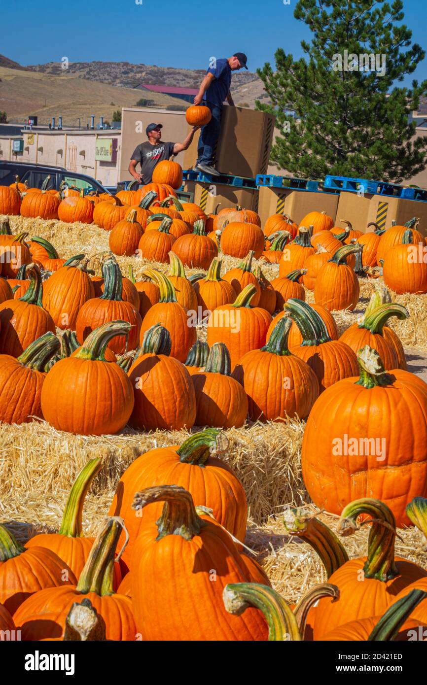 Bauern entladen frische halloween Kürbisse zum Verkauf an ihrer Straßenrand-Ausstellung in Castle Rock Colorado USA. Foto aufgenommen im Oktober 2020. Stockfoto