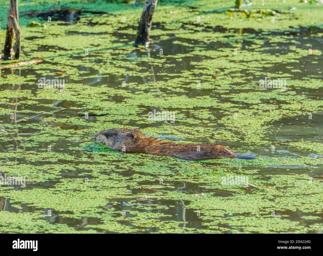 Bisamratschwimmen (Ondatra zibethicus) im Feuchtgebiet Biberteich unter grünen Entenklau auf Teichoberfläche, Castle Rock Colorado USA. Foto aufgenommen im Oktober 2020. Stockfoto