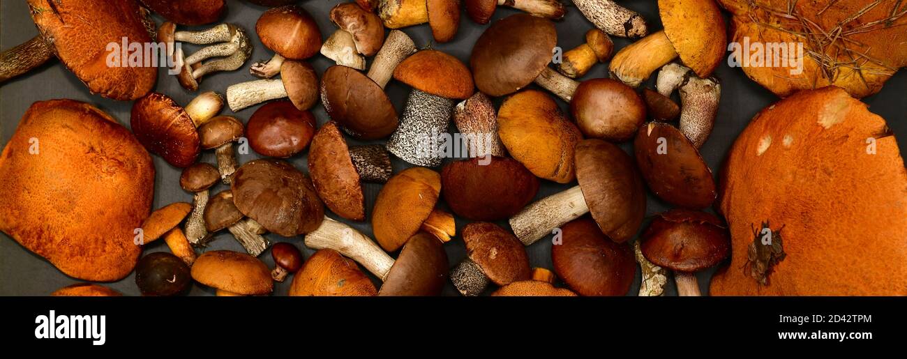 Wald frisch gesammelte Pilze, auf grauem dunklen Hintergrund, im Bannerhintergrund. Stockfoto